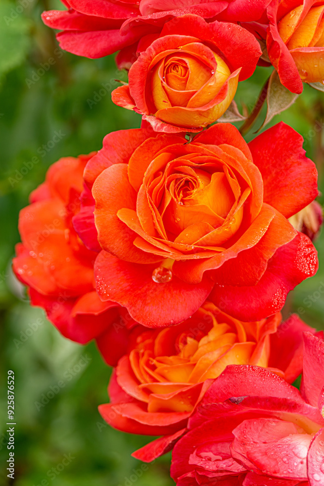Close up of rose flowers covered in raindrops. The background is lush and green. Orange rose grows in the garden. Close up of rose flowers covered in raindrops. The background is lush and green. Orange rose grows in the garden.