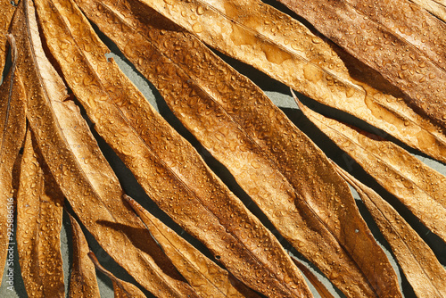 Natural autumn texture from narrow yellow beige leaves with water drops. Beautiful autumnal botanical pattern, close up fall leaf top view, aesthetic nature still life, macro photography