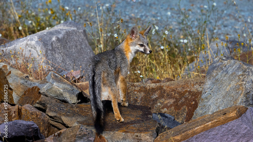 A Grey Fox walking among the rocks in a California County Park photo