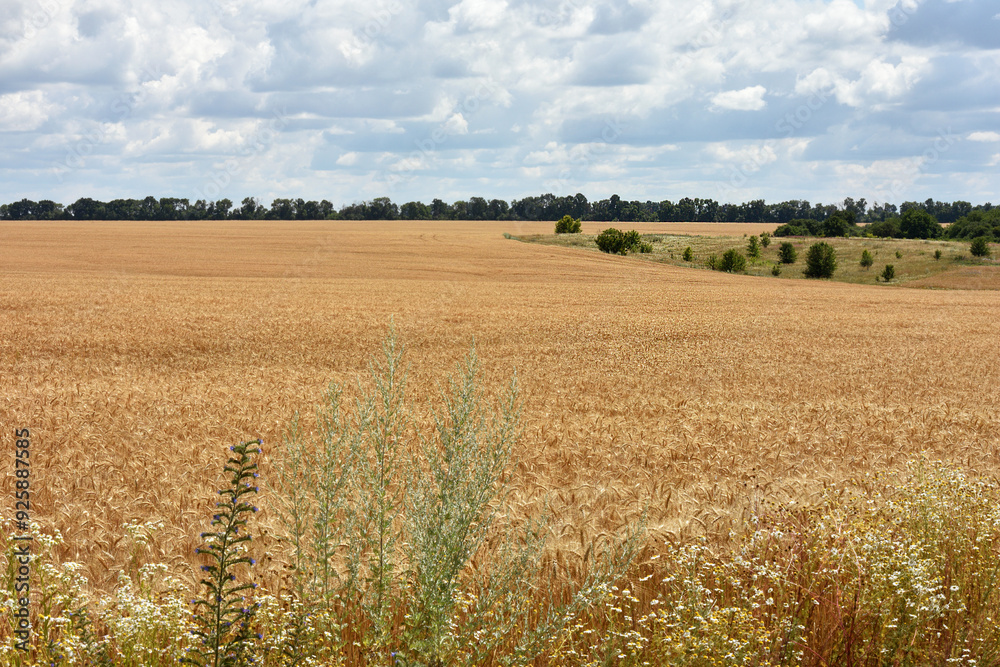 Fototapeta premium spikelets of golden wheat in the field. Ripe big golden ears of wheat on a yellow background of the field. nature. The idea of a rich summer harvest, agriculture, agro-industrial complex for food.