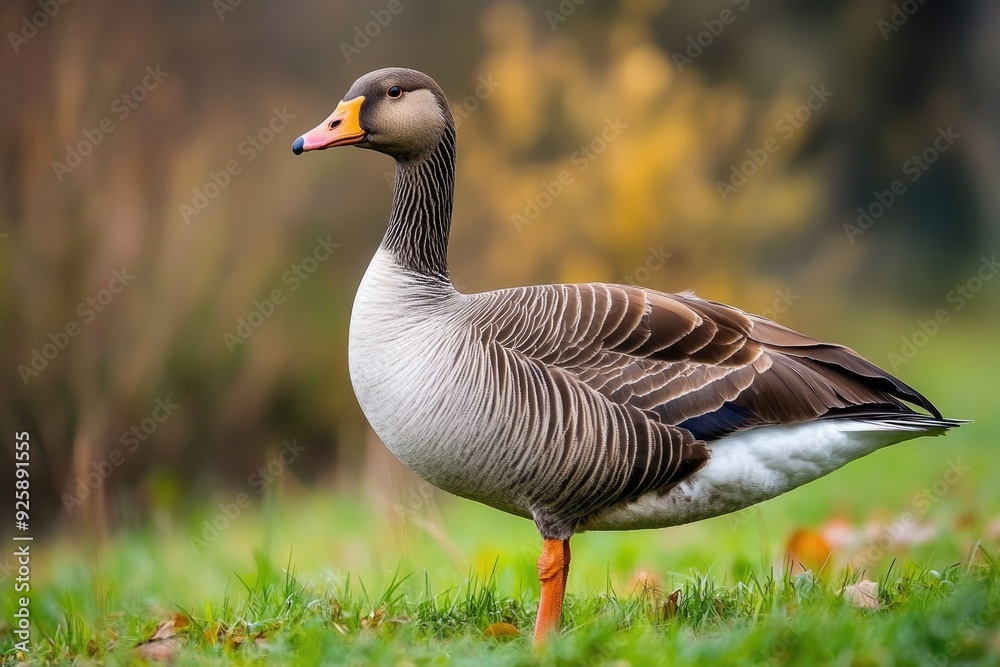 Greater White-Fronted Goose: Beautiful Fauna Bird in Natural Wildlife Habitat Greater White-Fronted Goose: Beautiful Fauna Bird in Natural Wildlife Habitat