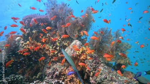 Colorful reef fish schooling above one of the healthiest coral reefs in the World - Colorful marine biodiversity while scuba div