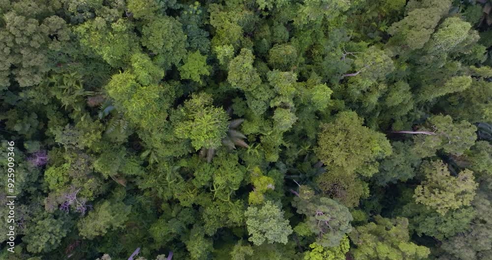Aerial view tropical rainforest tree plant pattern on mountaib movement video nature scene Aerial view tropical rainforest tree plant pattern on mountaib movement video nature scene