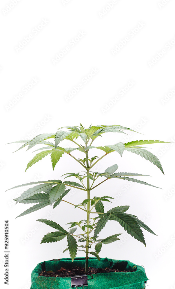 Marijuana growing white background indoor Marijuana growing white background indoor