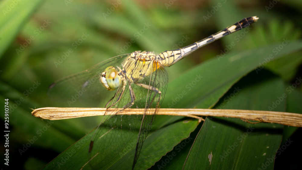 Dragonfly with macro Reveal details body surface Dragonfly with macro Reveal details body surface