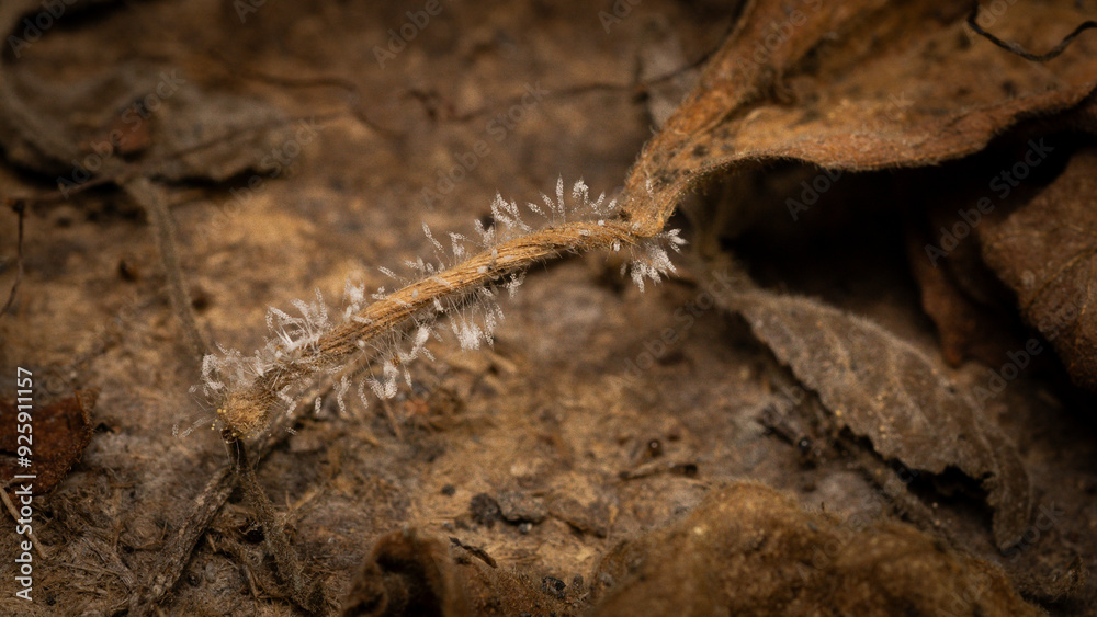 A natural fungus that grows on dry branches. A natural fungus that grows on dry branches.