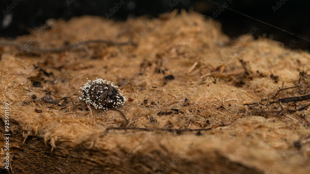 A natural fungus that grows on dry branches. A natural fungus that grows on dry branches.