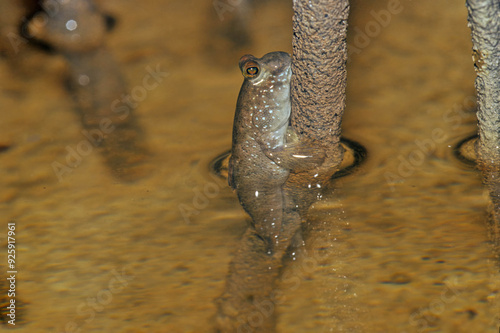 Barred mudskipper..