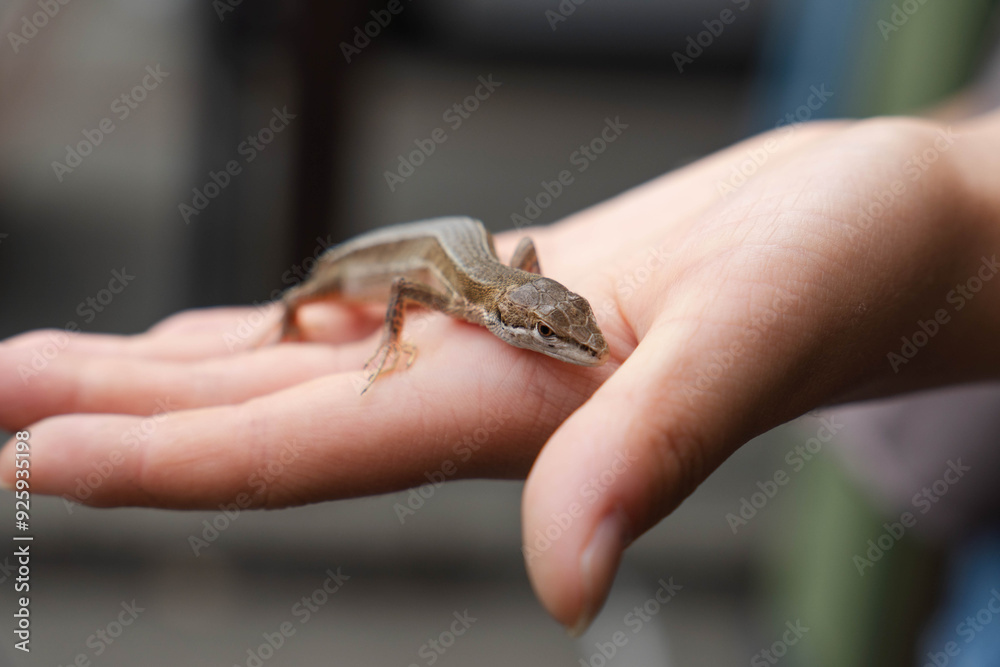 人の手に乗る爬虫類