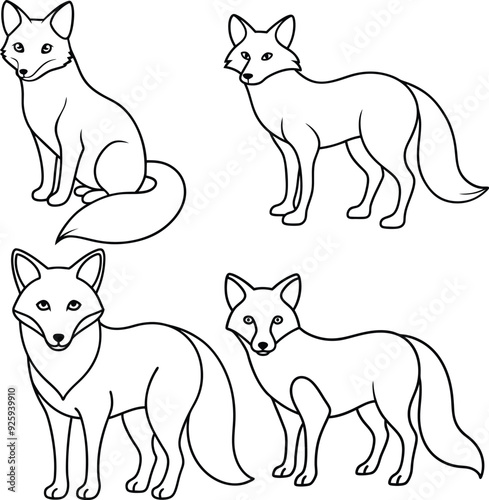 The Jungle Fox outline or sketch or line art illustration with its bushy tail wrapped around, drawn with sleek and sharp lines on a white background.