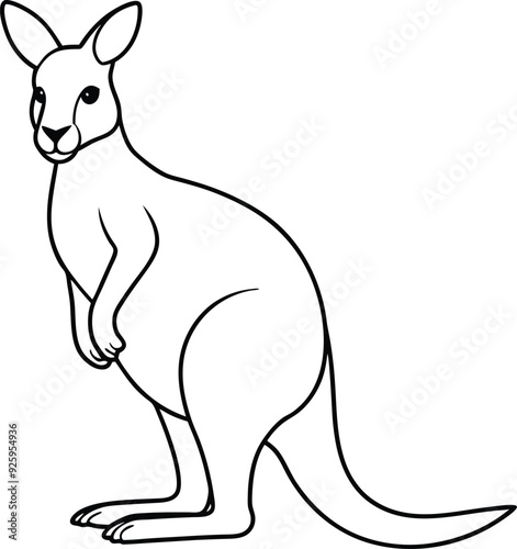 Kangaroo outline or line art or sketch illustration, standing upright with a pouch visible, drawn with clean lines on a white background.