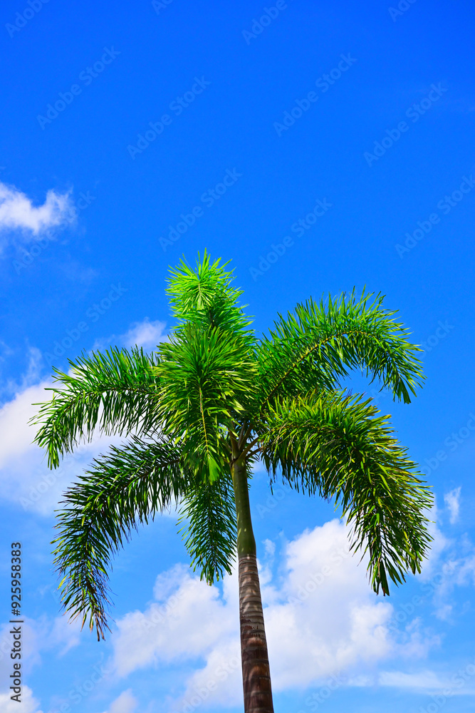 Obraz premium 青空と椰子の木