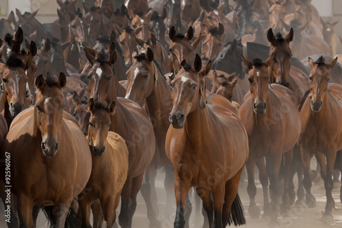 horses and mares in the field