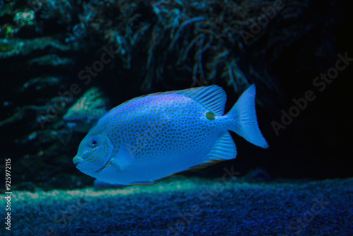 A Foxface rabbitfish with distinct patterns in a reef environment.