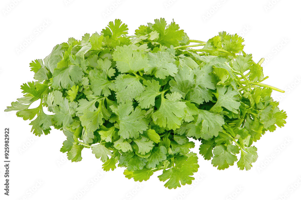 Obraz premium Fresh cilantro leaves arranged beautifully for culinary use, perfect for recipes, garnishes, and healthy dishes.