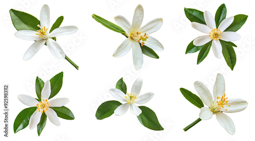 Lemon flower isolated on white background