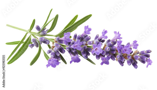 Lavender flowers isolated on white background