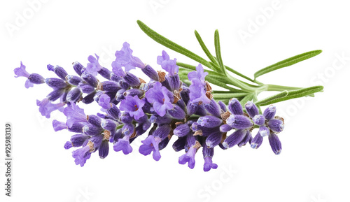 Lavender flowers isolated on white background