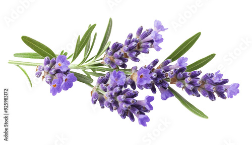 Lavender flowers isolated on white background