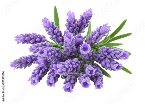 Lavender flowers isolated on white background