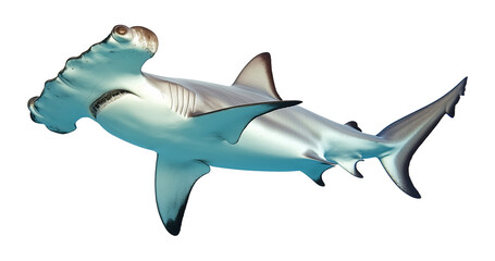 Hammerhead Shark Isolated on Transparent Background PNG

