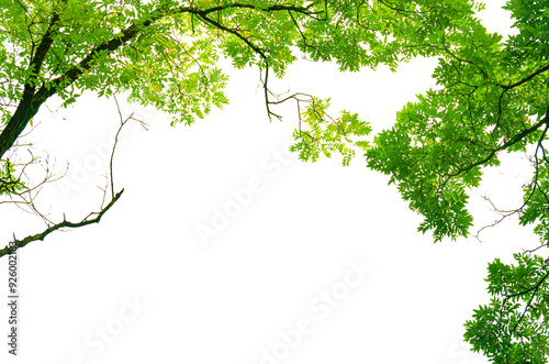 Green tree leaves isolate on transparent background.