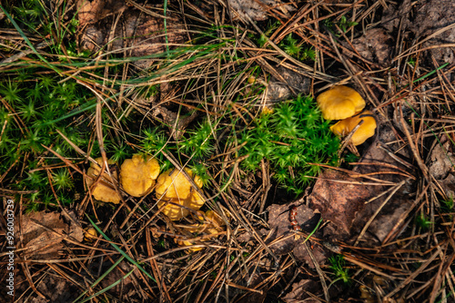Chanterelle mushrooms growing in the autumn forest.