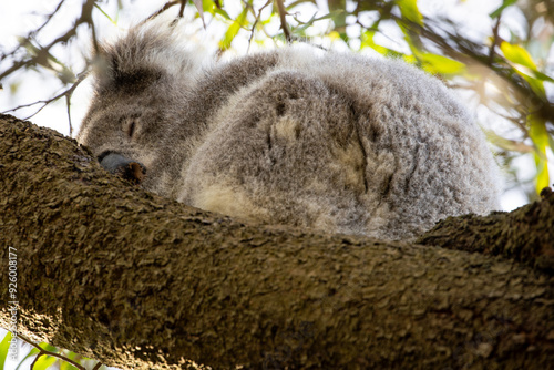 Canvas Print A sleeping australian koala (Phascularctos cinereous).