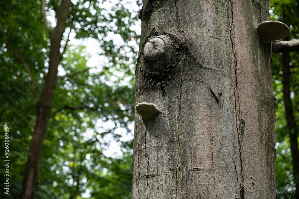 Fototapeta premium Pień starego drzewa z łuszczącą się korą i mchem w lesie Old tree trunk with peeling bark and moss in the forest