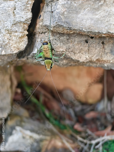 Close up of a green grasshopper on a green grass and grey rock, mimicry