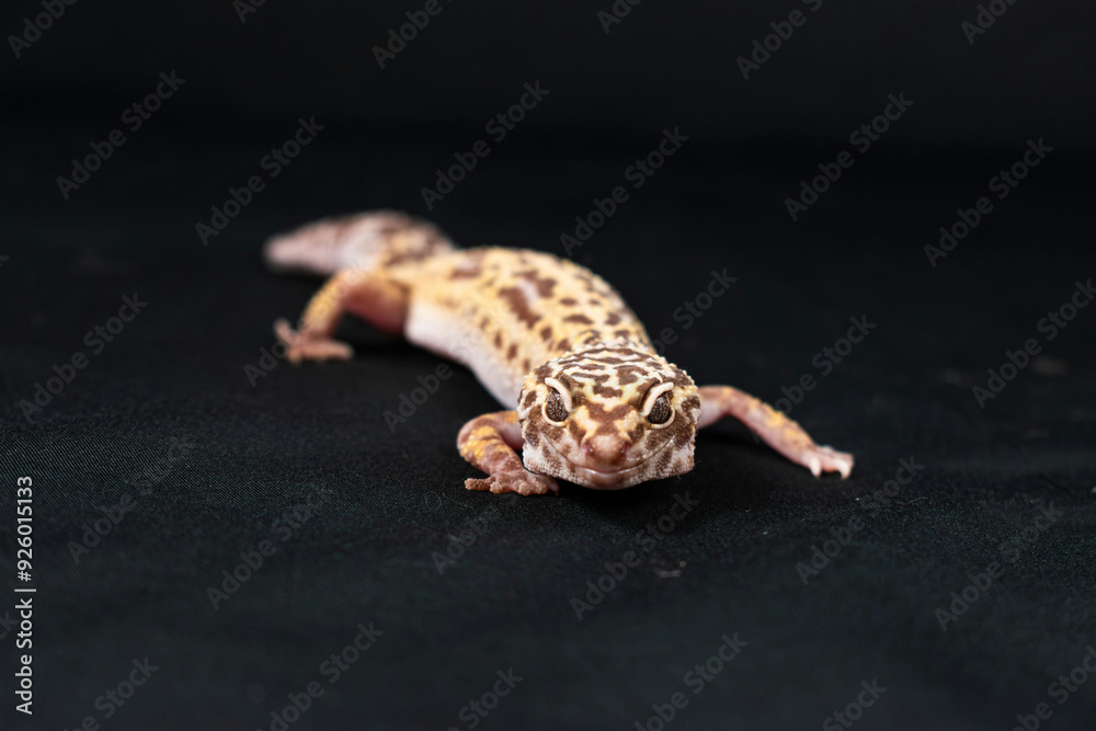 Obraz premium lizard on a hand