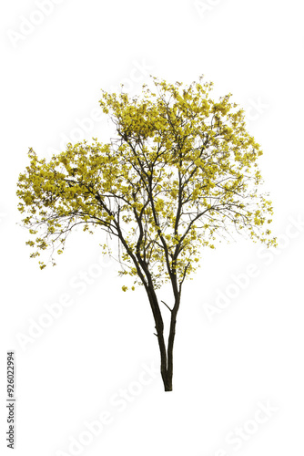 Golden Tree, Yellow Flowers Tree, Tabebuia Isolated On White Background.