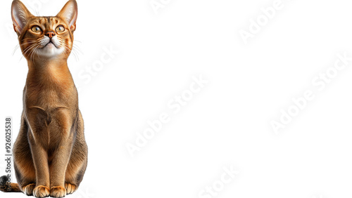 One Abyssinian cat. Full body image of cat on white background. Image generated by AI