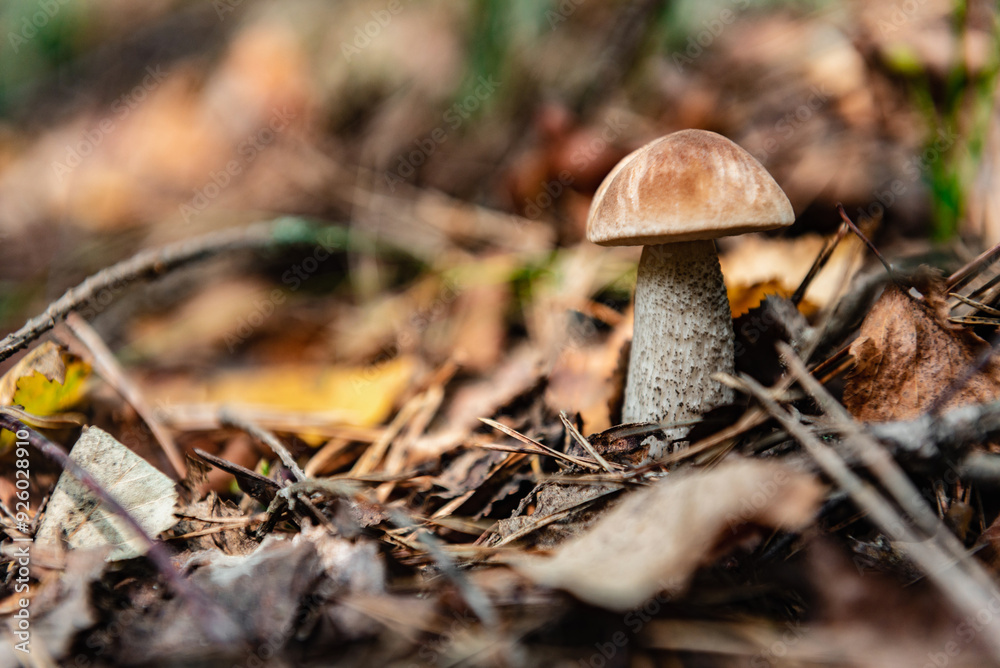 Boletus mushroom in the summer forest. Leccinum scabrum or birch bolete. Boletus mushroom in the summer forest. Leccinum scabrum or birch bolete.
