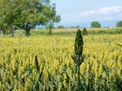 Sorghum millet field