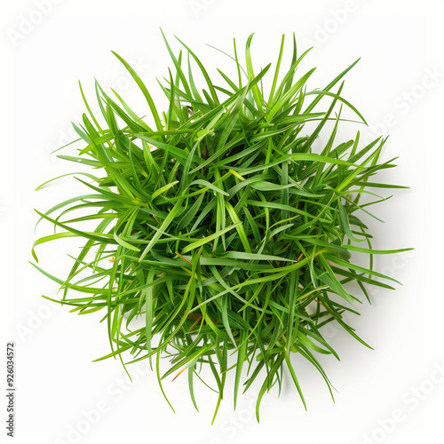 Green cut wild grass isolated on white background