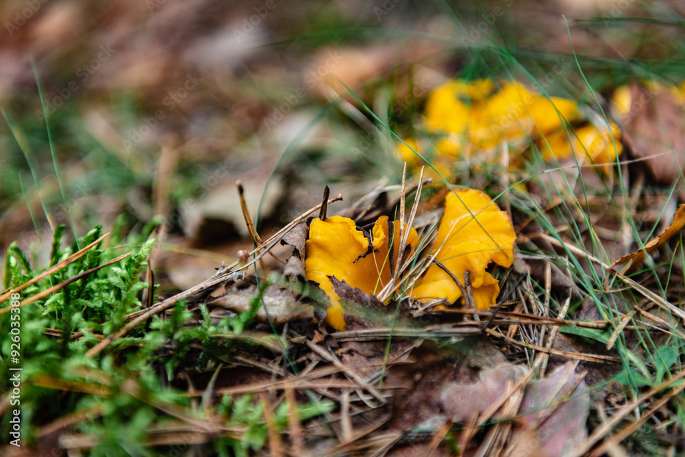 Chanterelle mushrooms growing in the autumn forest. Chanterelle mushrooms growing in the autumn forest.
