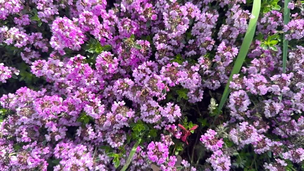 A close up of purple flowers with a few green leaves