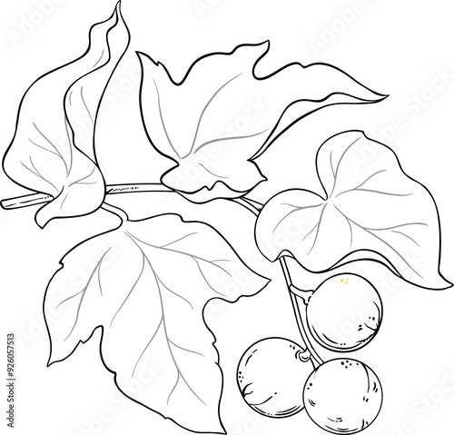 Kukui Branch with Fruits and Leaves Outline Illustration. photo