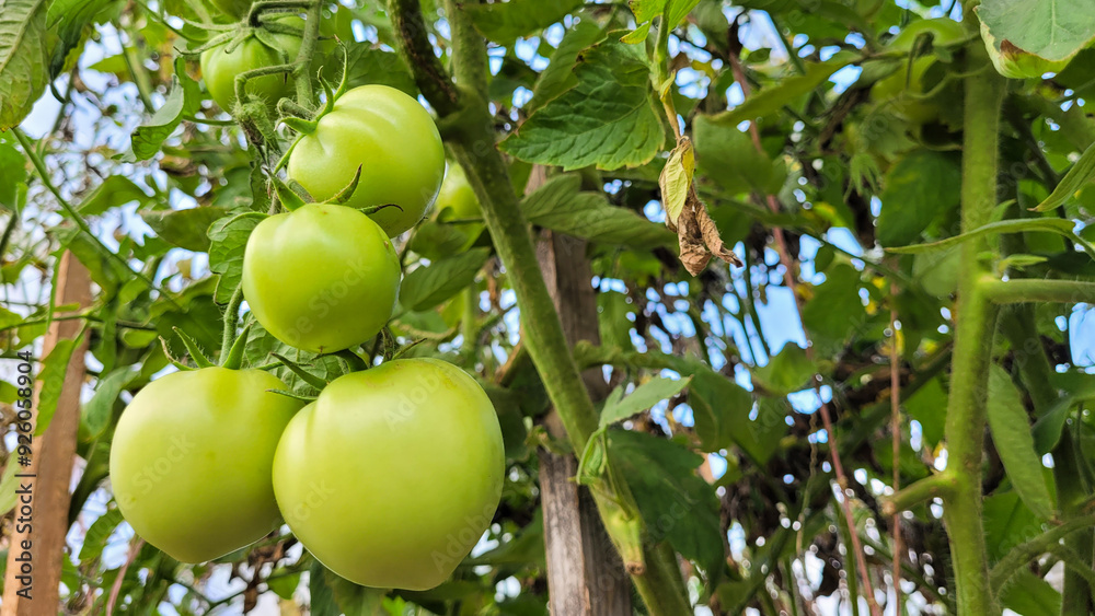 Close up of growing green tomatoes bush in the open ground on a garden bed in a greenhouse. Unripe tomato fruit on a natural bushes background. Sustainable agricultural, harvesting, gardening Close up of growing green tomatoes bush in the open ground on a garden bed in a greenhouse. Unripe tomato fruit on a natural bushes background. Sustainable agricultural, harvesting, gardening