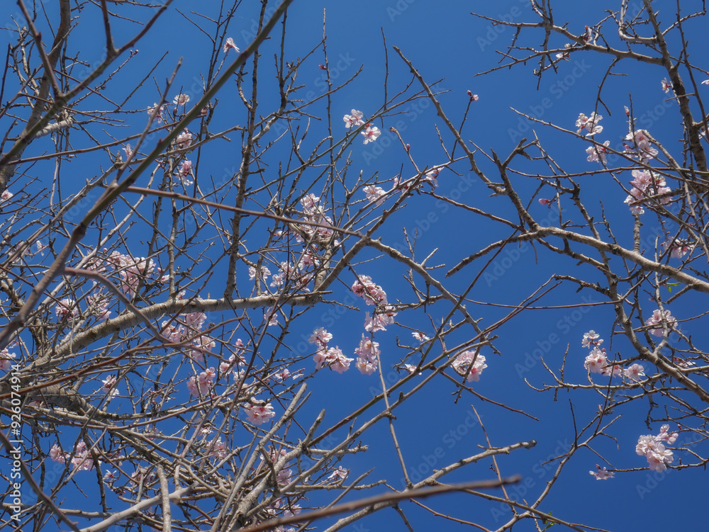 Peach trees in winter blooming pink flowers Peach trees in winter blooming pink flowers
