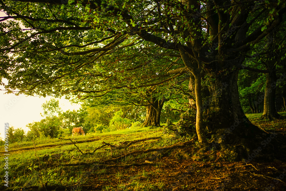 Naklejka premium Magical sunset light on a tree in the mountain 