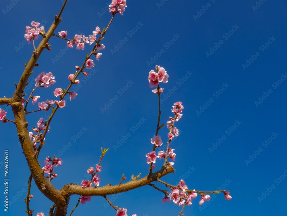Peach trees in winter blooming pink flowers Peach trees in winter blooming pink flowers