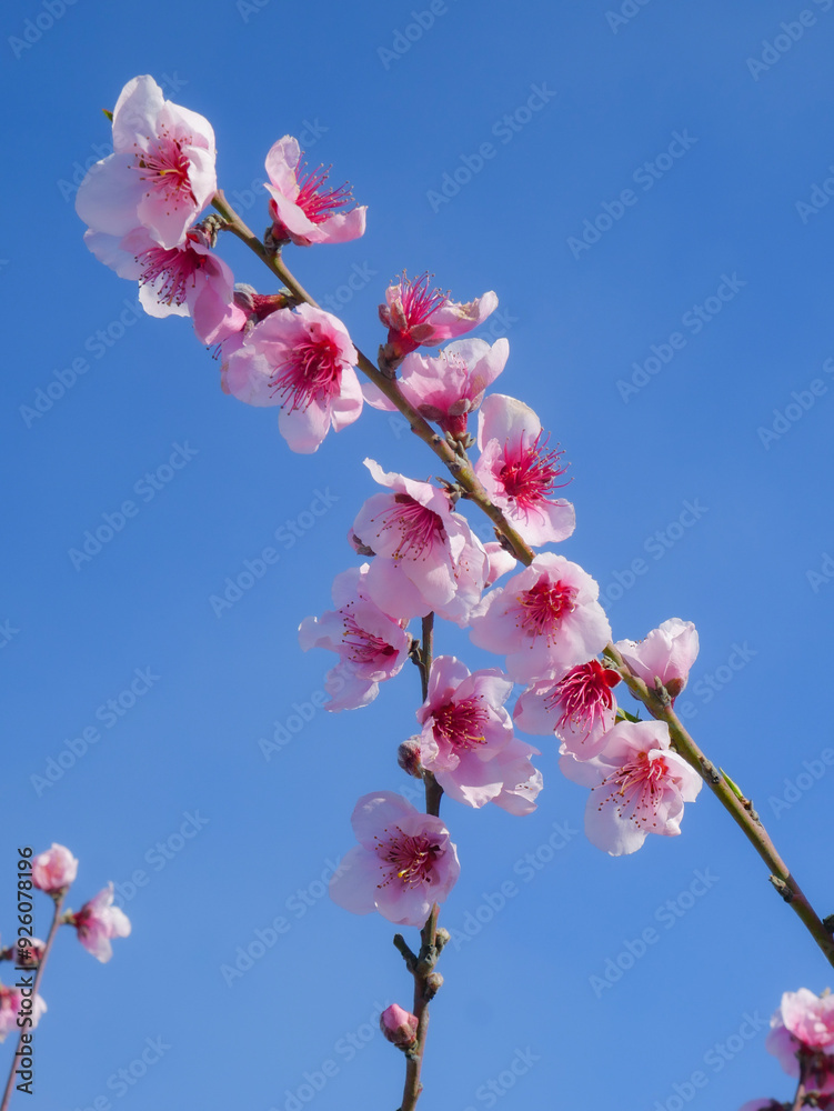 Peach trees in winter blooming pink flowers Peach trees in winter blooming pink flowers