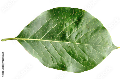 Pear green leaf isolated on transparent background. Full depth of field.