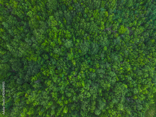 trees from the top