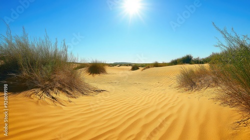 Golden sand dunes stretching out under a clear blue sky, with the warm summer sun casting deep shadows