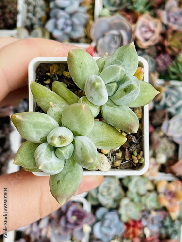 Vivid green Pachyphytum Sky top view. Colorful Succulent Plant Flower photo