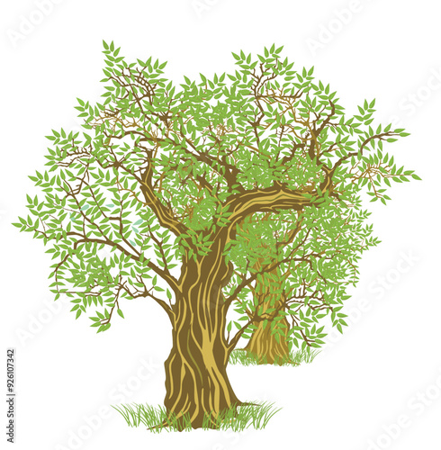 Olivenbaum in der Natur, Illustration isoliert .eps