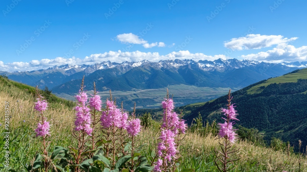 Fototapeta premium Vibrant bluebonnet and purple Alyssum flowers bloom in front of snow-capped peaks, creating a picturesque landscape against a bright blue sky in Grand Teton National Park